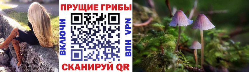 Псилоцибиновые грибы мицелий сайты даркнета формула Черногорск продажа наркотиков