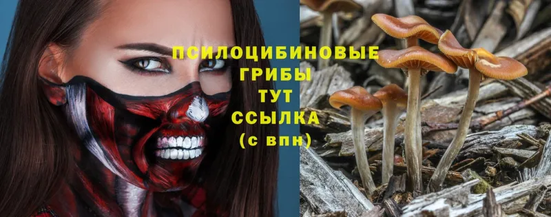 Псилоцибиновые грибы Magic Shrooms  Черногорск 